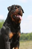 ROTTWEILER 253